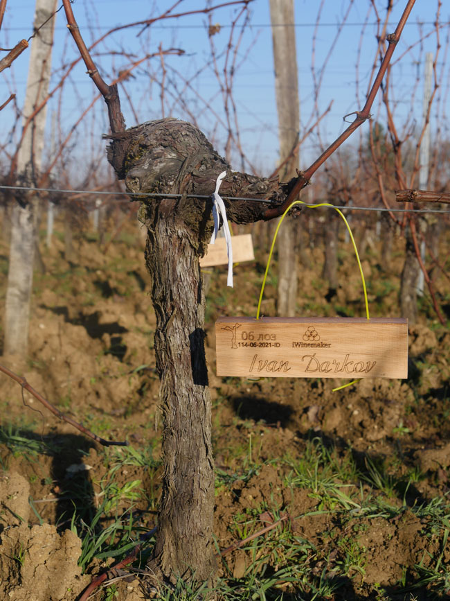 Виноградник на урожай